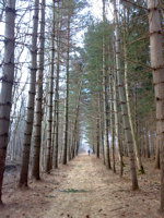 La pineta La pineta
