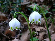 Campanellino Campanellino