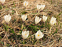 Crocus Crocus